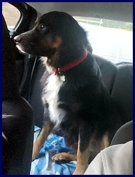 LILLY ed ARGO  simpatici vagabondi | Foto 3