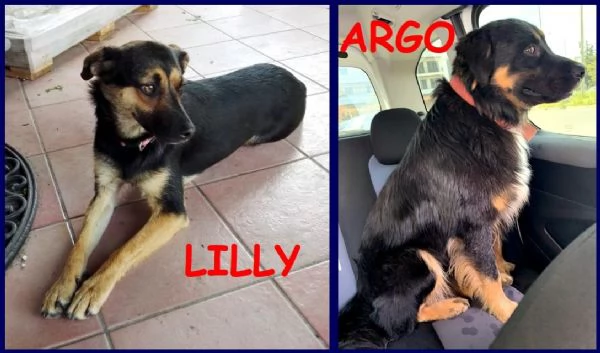 LILLY ed ARGO  simpatici vagabondi | Foto 2