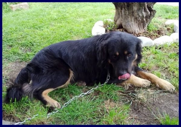 LILLY ed ARGO  simpatici vagabondi | Foto 1