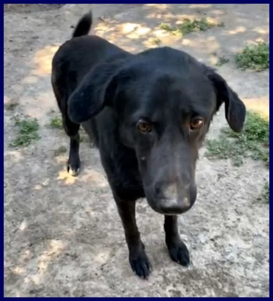 SMOG dolcissimo pacioccone 6anni | Foto 3