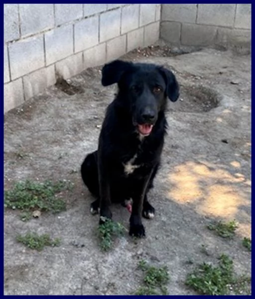 SMOG dolcissimo pacioccone 6anni