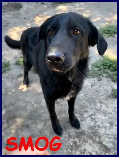 SMOG dolcissimo pacioccone 6anni | Foto 2