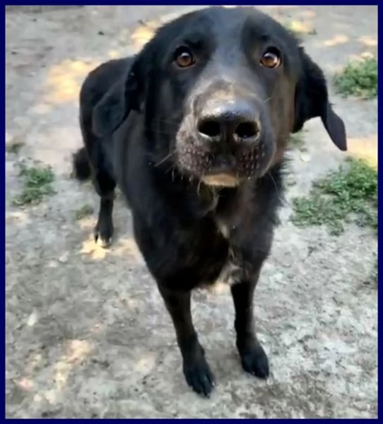 SMOG dolcissimo pacioccone 6anni | Foto 1