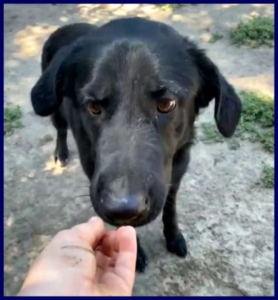 SMOG dolcissimo pacioccone 6anni | Foto 0