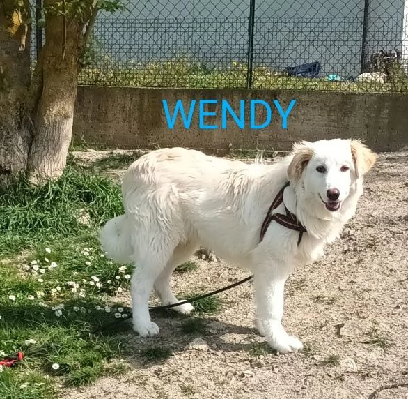 WENDY giovane tg mediogrande