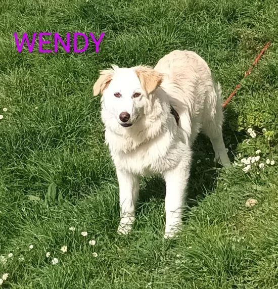 WENDY giovane tg mediogrande | Foto 0