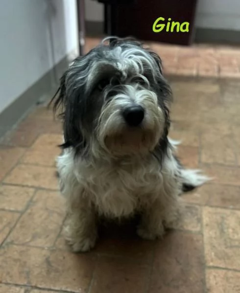 GINA dolce cagnolina di 2 anni e mezzo