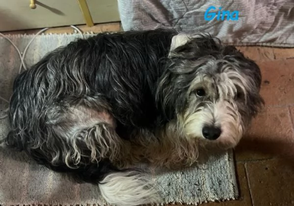 GINA dolce cagnolina di 2 anni e mezzo | Foto 2