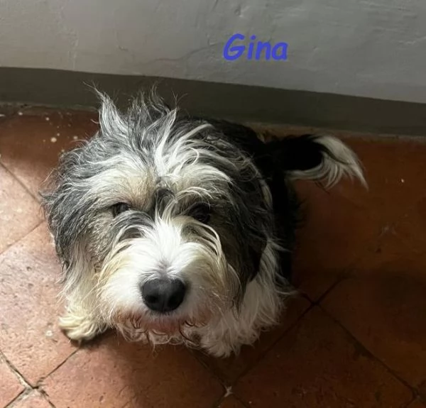 GINA dolce cagnolina di 2 anni e mezzo | Foto 1