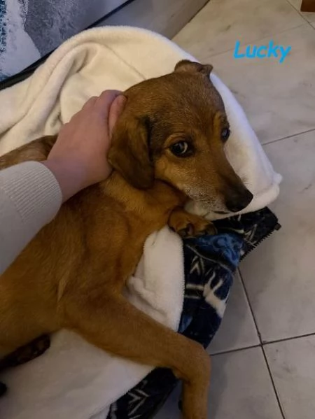 Una casa per LUCKY  buonoaffettuoso tg contenuta | Foto 2