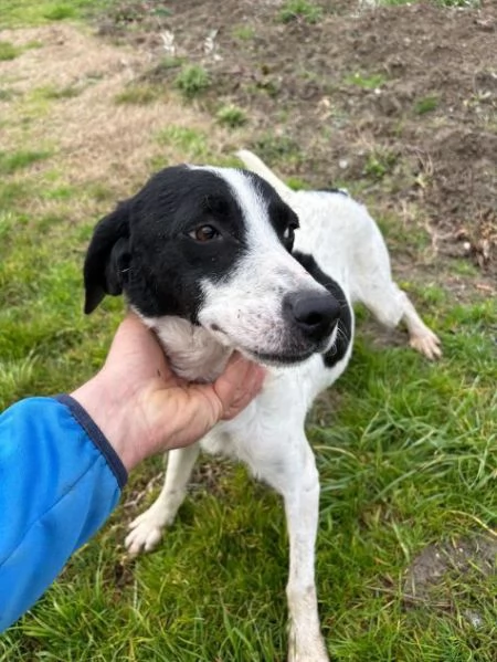 BRINA giovane simpatica meticcina