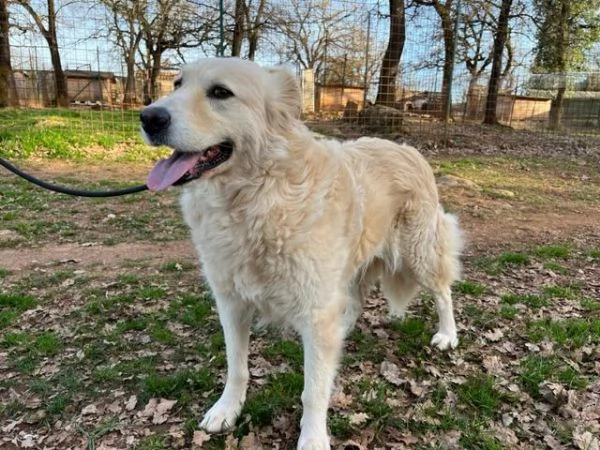 VANIGLIA 5anni un bella timidina | Foto 2