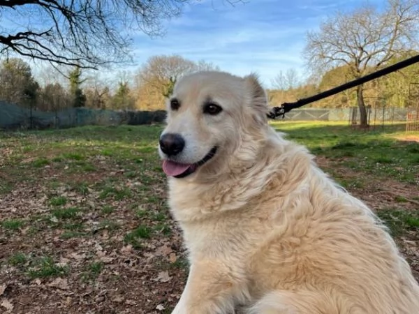 VANIGLIA 5anni un bella timidina | Foto 1