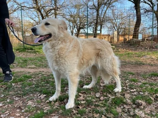 VANIGLIA 5anni un bella timidina | Foto 0