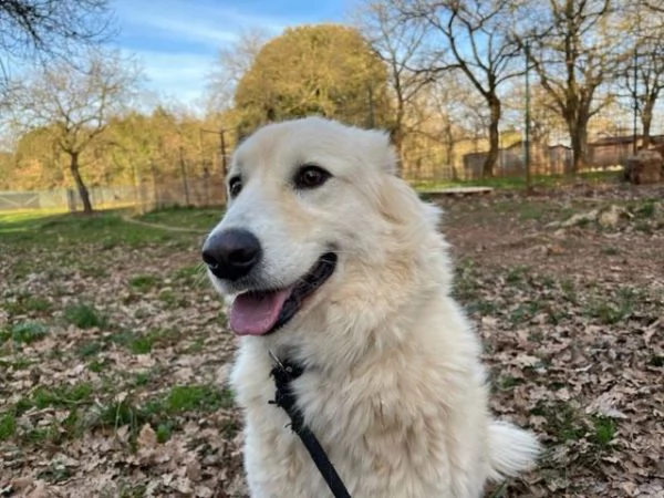 CREMA una bella timidina  | Foto 2