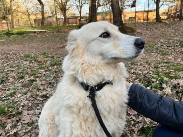 CREMA una bella timidina  | Foto 1