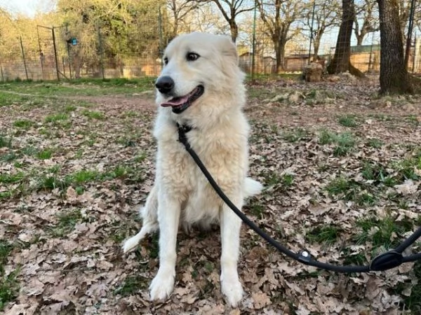 CREMA una bella timidina  | Foto 0