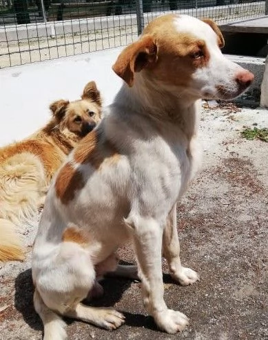 ARTU giovane cercacoccole