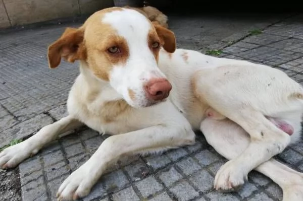 ARTU giovane cercacoccole | Foto 0