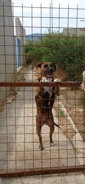 MORGANA adulta superaffettuosa | Foto 5