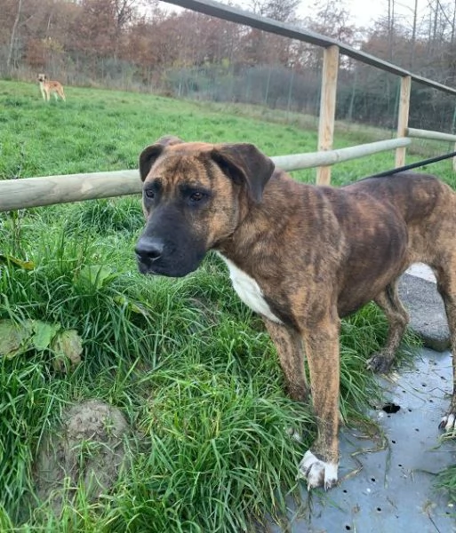 MORGANA adulta superaffettuosa | Foto 0