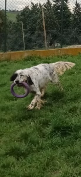 OTELLO un simpaticone che adora lacqua | Foto 4