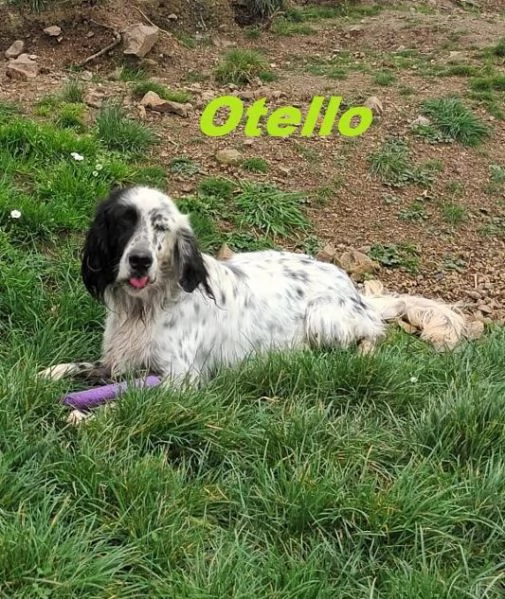 OTELLO un simpaticone che adora lacqua | Foto 2