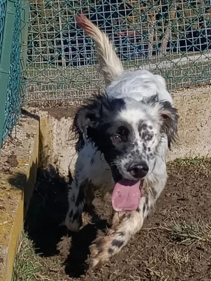 OTELLO un simpaticone che adora lacqua | Foto 1