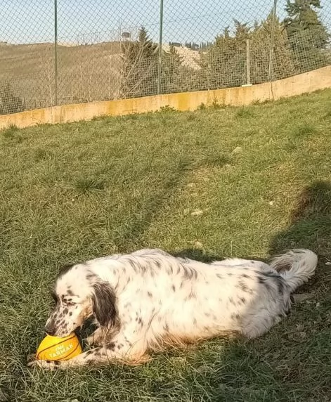OTELLO un simpaticone che adora lacqua | Foto 0