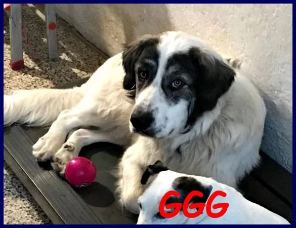 GGG il gigante gentile | Foto 5