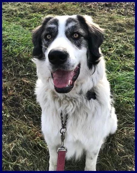 GGG il gigante gentile