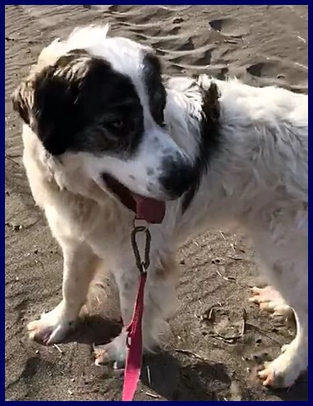 GGG il gigante gentile | Foto 2