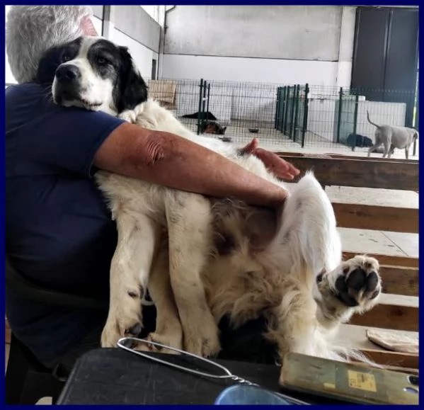 GGG il gigante gentile | Foto 1