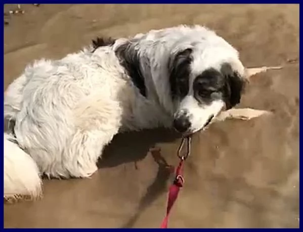 GGG il gigante gentile | Foto 0