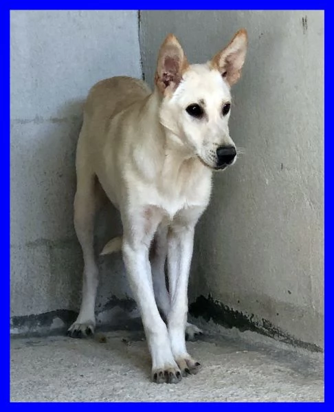 JANIS 8anni bella timidina | Foto 0