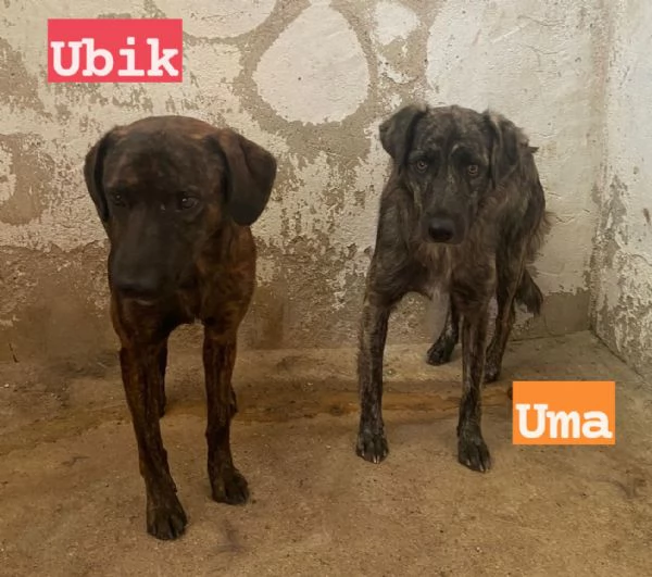 UMA e UBIK mamma e figlio un po diffidenti