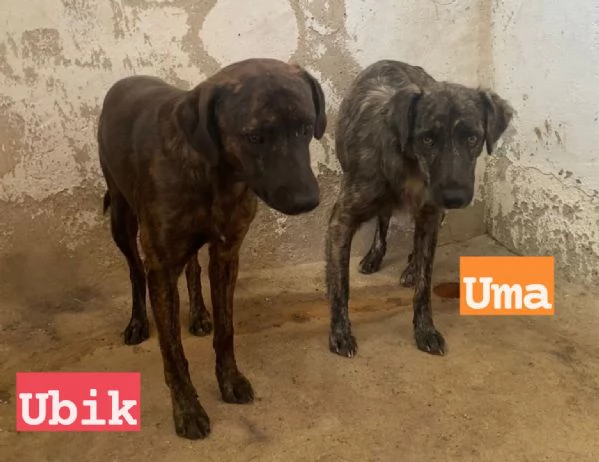 UMA e UBIK mamma e figlio un po diffidenti | Foto 2