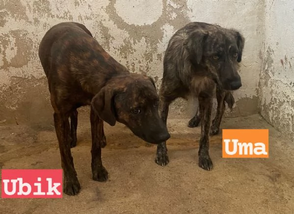 UMA e UBIK mamma e figlio un po diffidenti | Foto 1