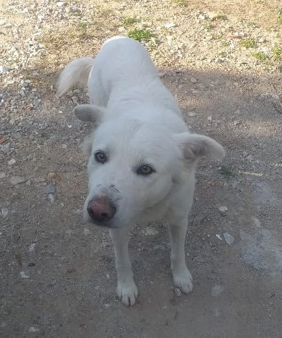 BIAGIO in canile senza colpa