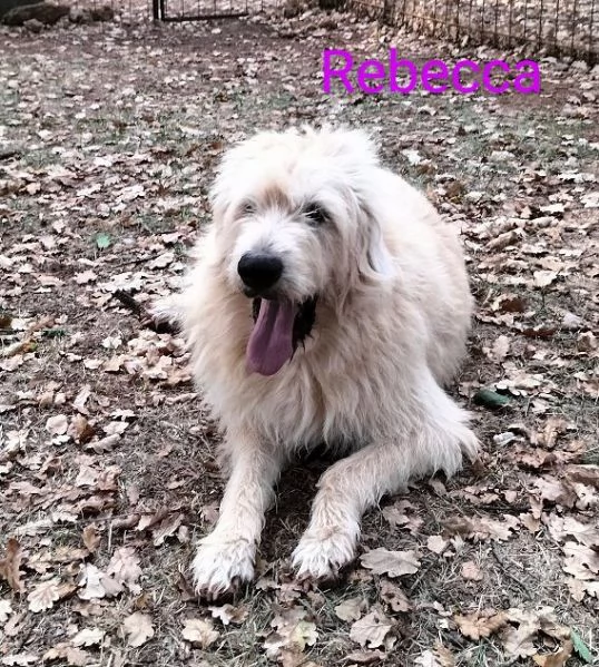 REBECCA 9anni  rimasta sola al mondo | Foto 5