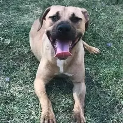 OTIS socievole ama correre | Foto 1