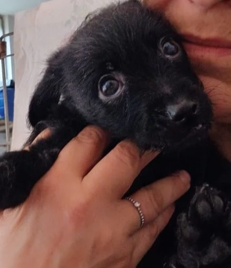 Mini cucciolata 2 maschi e 2 femmine | Foto 3