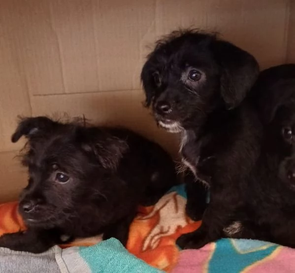 Mini cucciolata 2 maschi e 2 femmine | Foto 2