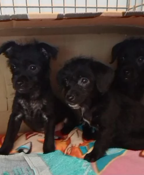 Mini cucciolata 2 maschi e 2 femmine | Foto 1