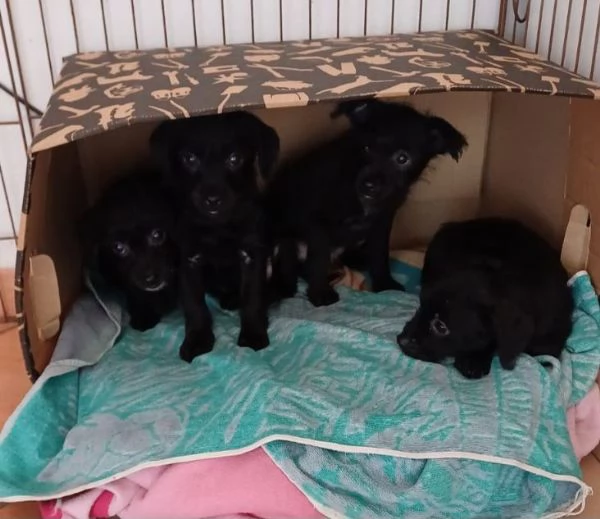 Mini cucciolata 2 maschi e 2 femmine