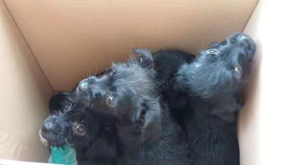 Mini cucciolata 2 maschi e 2 femmine | Foto 0