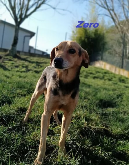 ZERO 7anni cerca le coccole | Foto 2