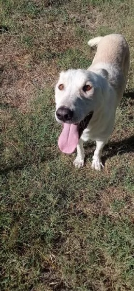 ROBERTO socievole ed allegro | Foto 5