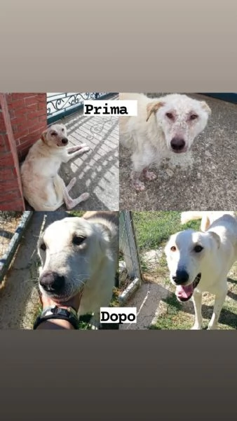 ROBERTO socievole ed allegro | Foto 3