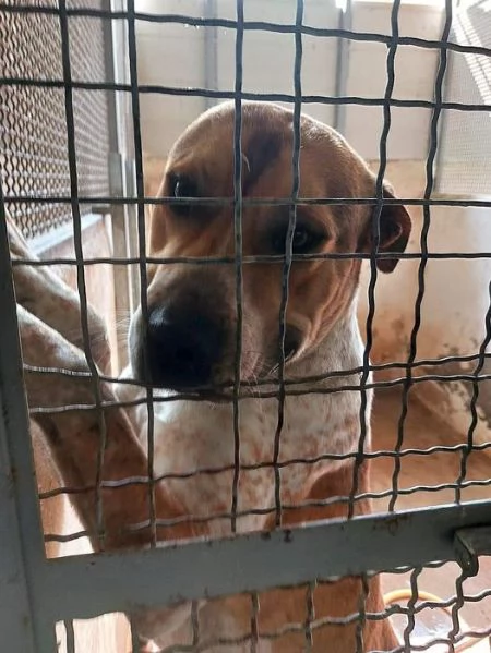 CASPER bravo ed equilibrato | Foto 0